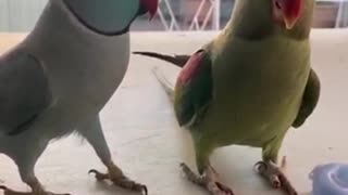 Surprised Parrot