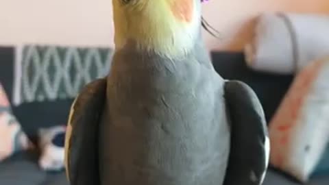 Feel Good: Parrot Sings I’m a Little Teapot.