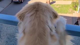 Golden retriever watches from balcony as owner goes for ride without him