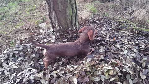 What will this Dachshund find in the pile of leaves
