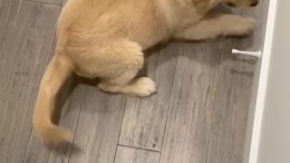 Silly puppy bamboozled by the doorstop!