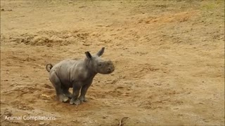 Baby Rhino Charging - Compilation