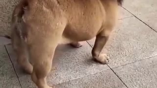 Funny dog video cute lion
