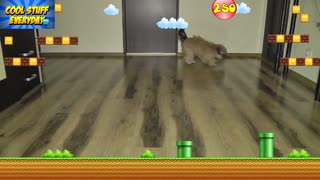 My Dog Playing Super Mario Bros - Video Game Dog
