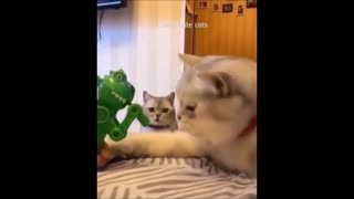 Cute kitten videos funny so cute
