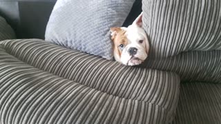 Bonnie the Bulldog Causes Chaos on Couch