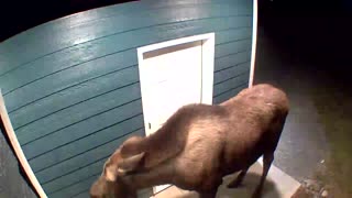 Moose knocking down the front door.