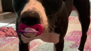 Cute Pit Bull Steals Baby's Pacifier