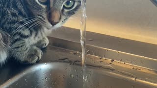 Cat Puts Face Under the Faucet