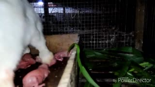 Rabbit Mother Gives Birth