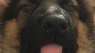 Adorable German Shepherd Puppy Snoozing