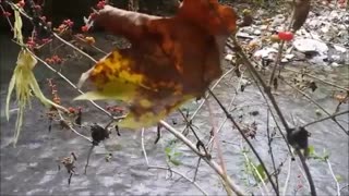 Autumn Mountain Stream Scenic View Sounds of Water Trickling Leaf Berries Cocoon on Fall Nature Hike