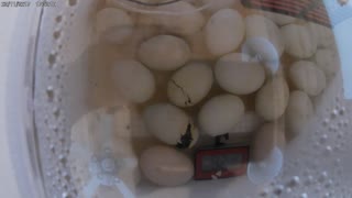 Ducklings break through shells