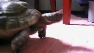 Tortoise running