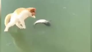A cat trying to catch a fish