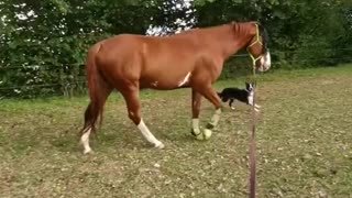 Border Collie happily walks alongside his horse best friend