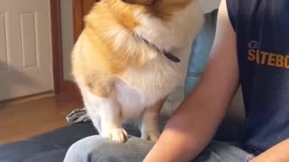 Corgi Disapproves Video Games Cutting into Head Scratching Time