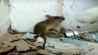 Very funny.Cat hits a mouse