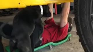 Friendly Dog Won't Let Man Repair Truck