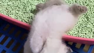 Kitten Fully Asleep in Awkward Position