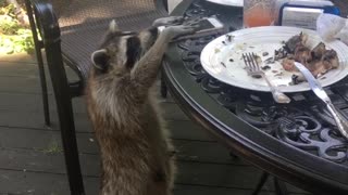 Raccoon Tries to Take Cell Phone