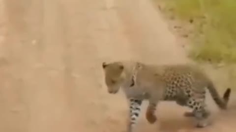 Leopard fanny atack