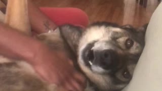 Happy dog howls in excitement for scratches
