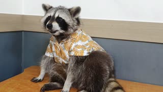 Pet raccoon shows off his super cool Hawaiian shirt