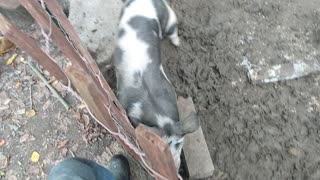Bacon the pig