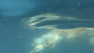 Golden Retriever Of Swimming