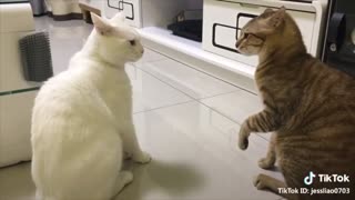 Cats talking, can they speak english better than hooman?