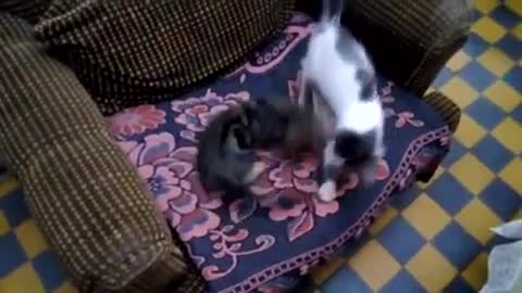 CATS FIGHT !!! MUST SEE