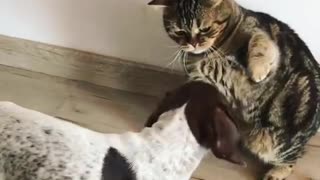 Puppy determined to befriend angry cat