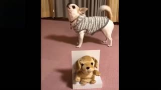 Very adorable, cute and funny animals