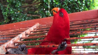 Close-up A Red Parrot