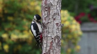 The woodpecker with tree