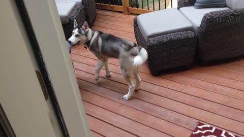Guilty Husky puppy argues back when confronted
