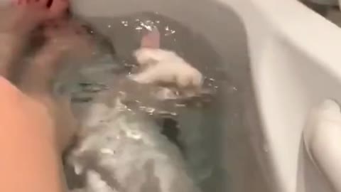 Funny cat - Water = bad