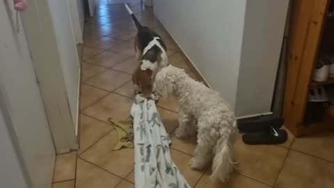 Tug of war between dogs