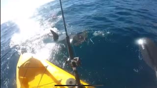 Hammerhead Shark Attacks while Kayaking