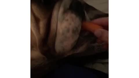 English bulldog puppy doesn't like his carrots!!