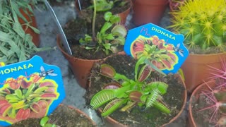 Venus flytrap wants to eat