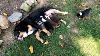 Puppy Litter Playing Outside with Mom
