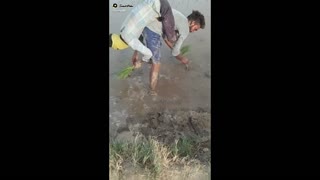 Planting rice in a modern way, funny video