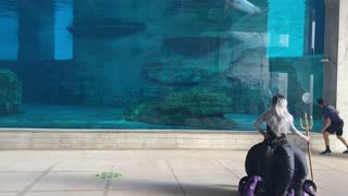 Dolphin Plays with Aquarium Staff