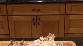 Hungry pup really wants some Thanksgiving turkey