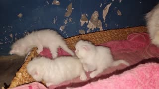 3 Cute munchkin baby kitten and their carieng mom and Dad cat
