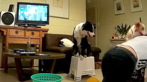 Border Collie plays with owner like a human child