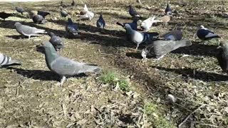 Feeding the pigeons.