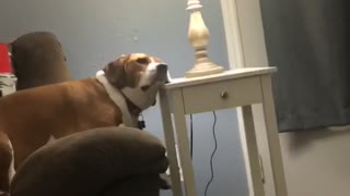 This Dog Can Find Comfort In The Weirdest Of Places